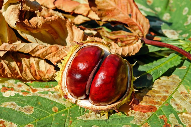 Roasted Chestnuts